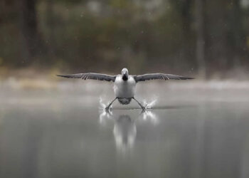 2025 Comedy Wildlife Photography Awards Finalists