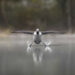 2025 Comedy Wildlife Photography Awards Finalists