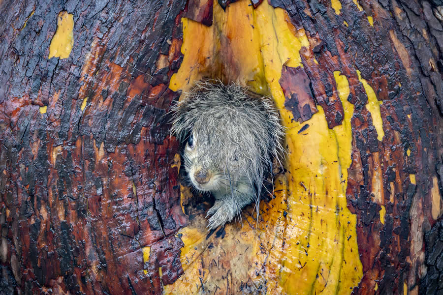 2025 Comedy Wildlife Photography Awards Winners