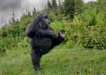 2025 Comedy Wildlife Photography Awards Winners