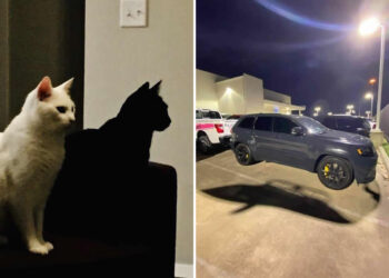 Confusing Perspective Photos