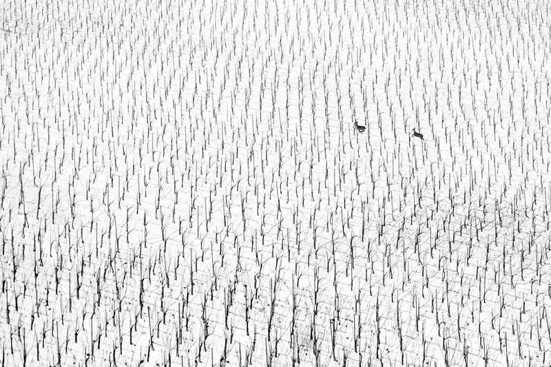 2025 Exposure One Awards Black and White Photographers of the Year