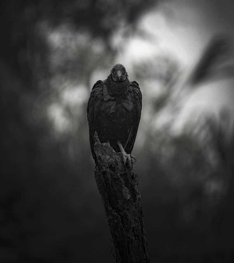 2025 Exposure One Awards Black and White Photographers of the Year