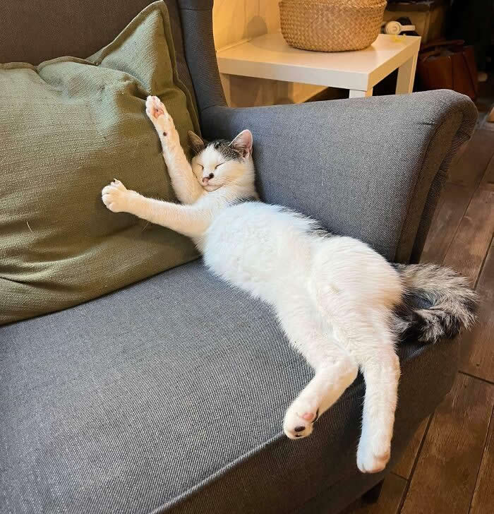 Seen By My Girlfriend In A Cat Cafe - Funny Cat Photos