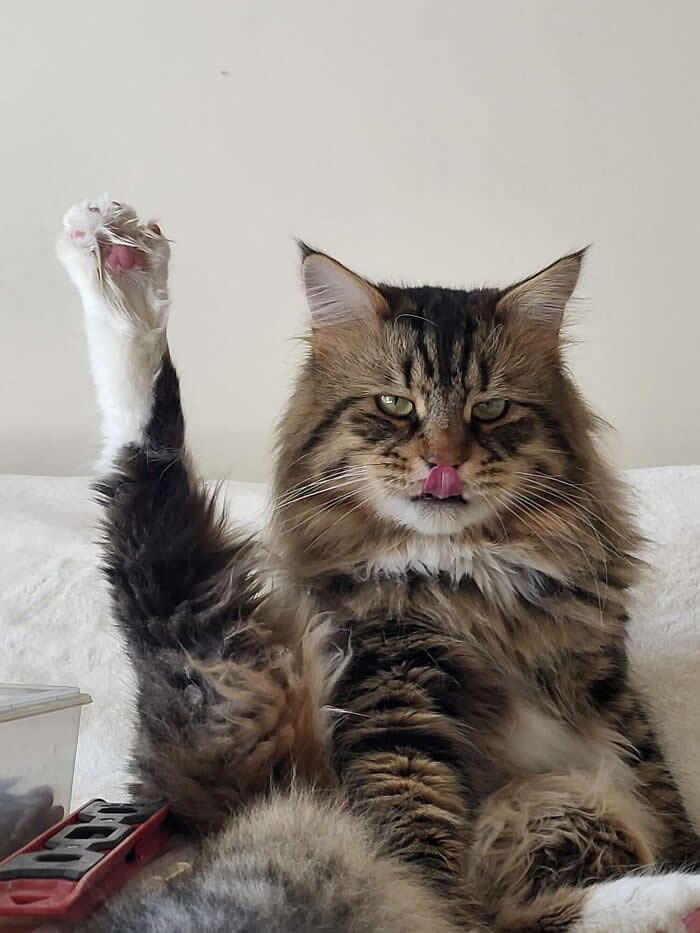 Peter Often Forgets About Hind Legs - Funny Cat Photos