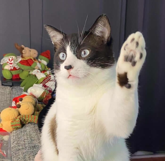 Mommy, Can I Have Another Treat? - Funny Cat Photos