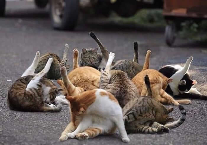 The Entire Class Has Questions; Guy On The Left’s Question Is Especially Urgent - Funny Cat Photos