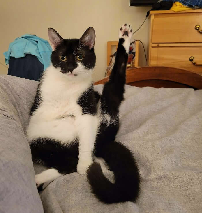 Tux Is Really Hoping His Question Can Get Answered Because He’s Been Raising His Toe Beans For A Hot Minute And Is Getting Impatient! - Funny Cat Photos