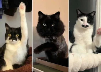 funny cat photos