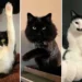 funny cat photos