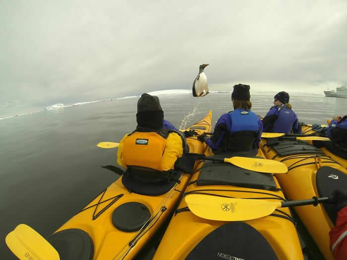 One Of The Kayakers On My Recent Trip To Antarctica Caught A Penguin Jumping Into Their Group - Seconds Before Disaster That Prove Timing Is Everything