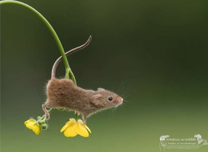 Adorable Photos of Harvest Mice by Dean Mason