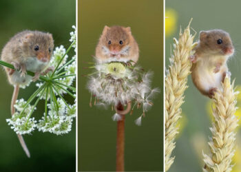 Adorable Photos of Harvest Mice by Dean Mason