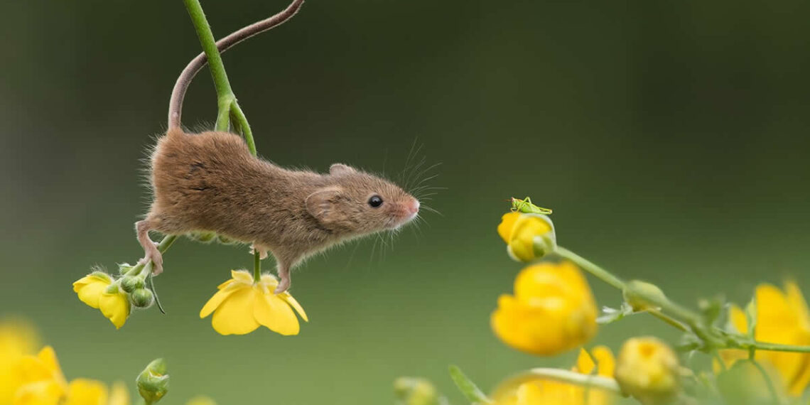 Adorable Photos of Harvest Mice by Dean Mason