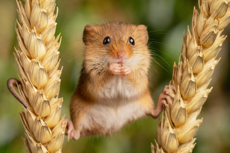 Heart-Melting Photos of Harvest Mice Captured by Miles Herbert