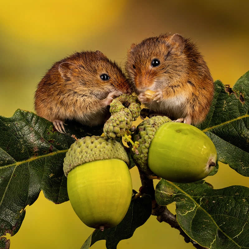 Heart-Melting Photos of Harvest Mice Captured by Miles Herbert