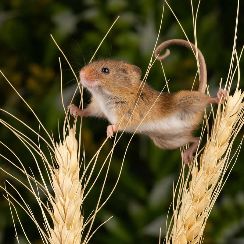 Heart-Melting Photos of Harvest Mice Captured by Miles Herbert