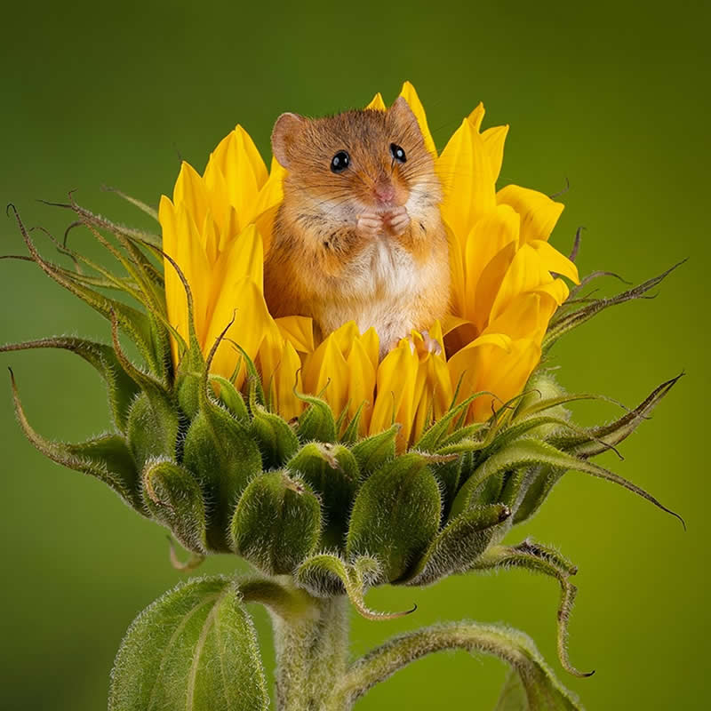 Heart-Melting Photos of Harvest Mice Captured by Miles Herbert