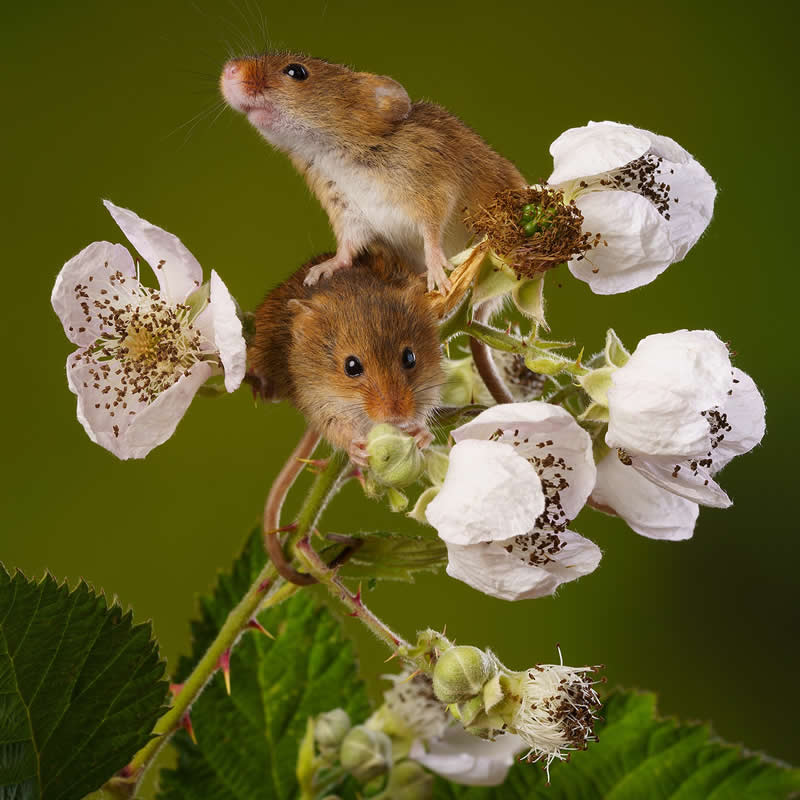 Heart-Melting Photos of Harvest Mice Captured by Miles Herbert
