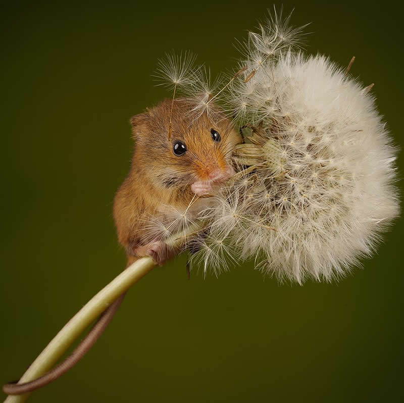 Heart-Melting Photos of Harvest Mice Captured by Miles Herbert