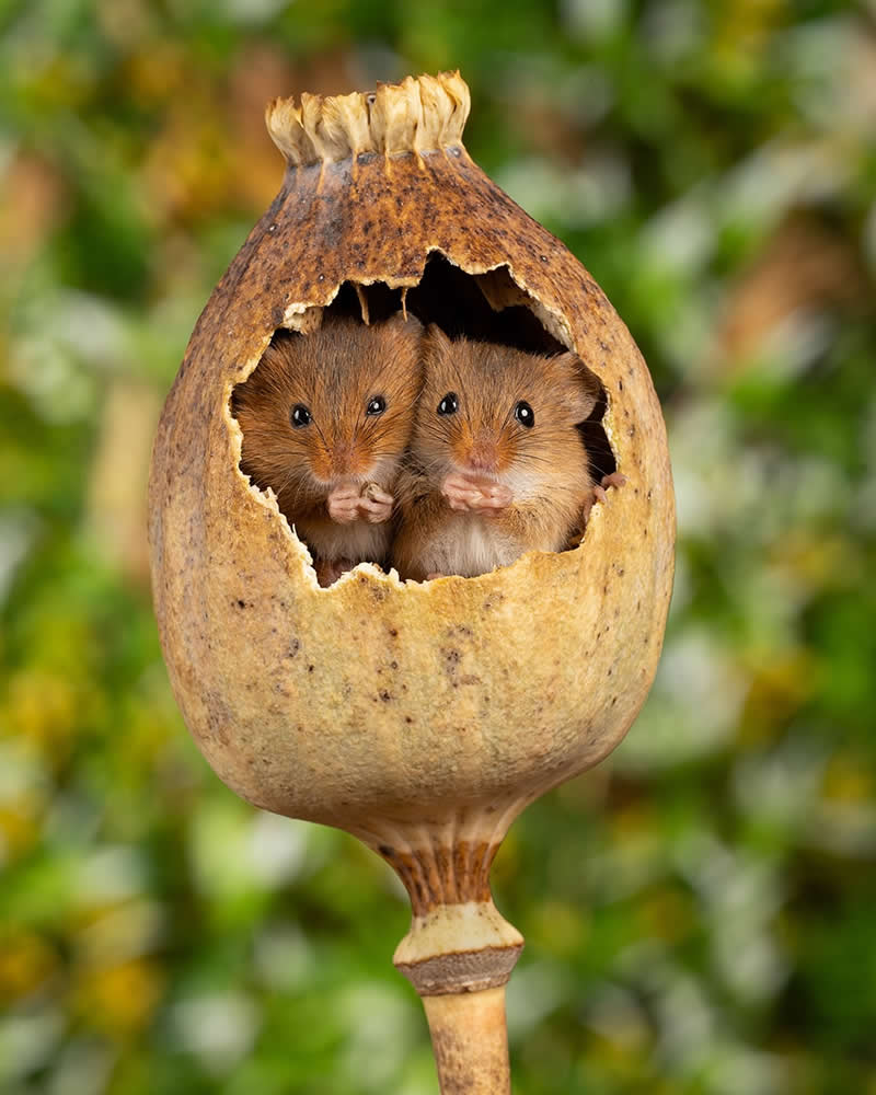 Heart-Melting Photos of Harvest Mice Captured by Miles Herbert