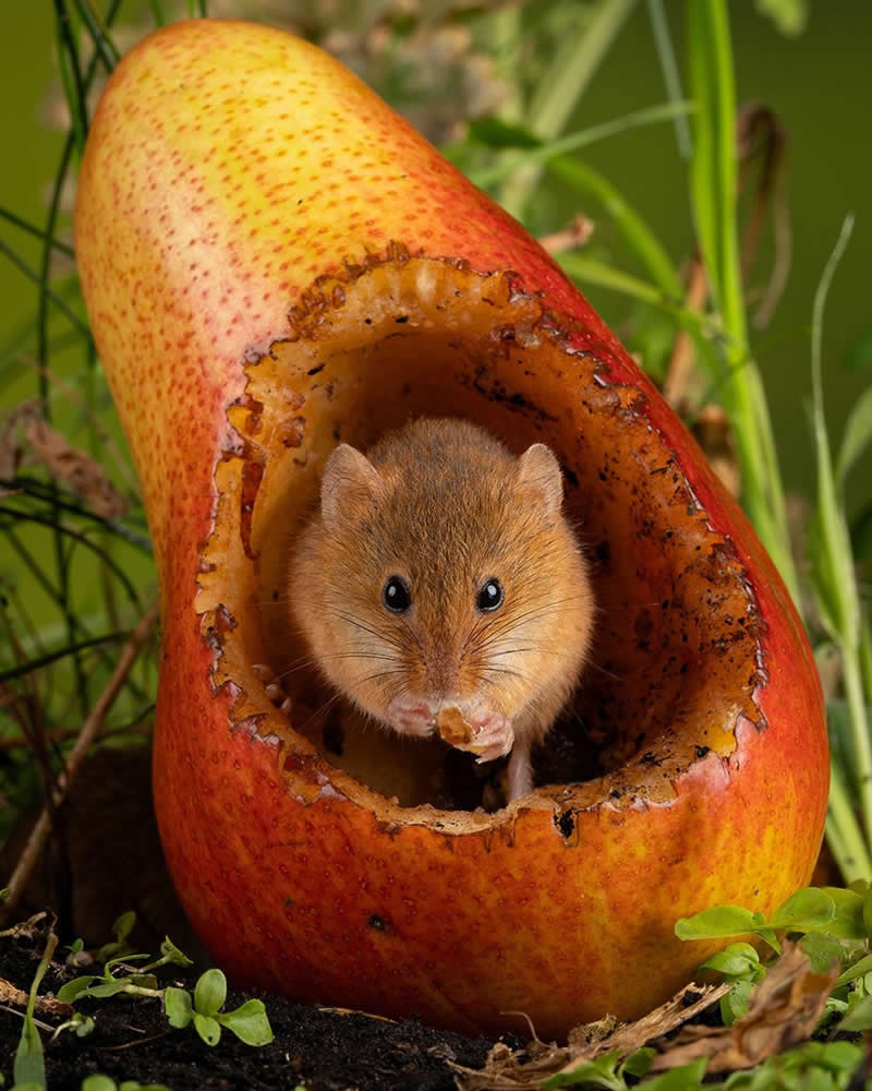 Heart-Melting Photos of Harvest Mice Captured by Miles Herbert