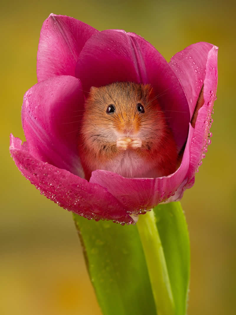 Heart-Melting Photos of Harvest Mice Captured by Miles Herbert