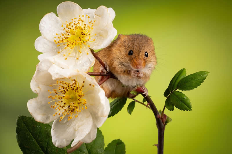 Heart-Melting Photos of Harvest Mice Captured by Miles Herbert