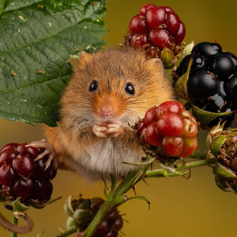 Heart-Melting Photos of Harvest Mice Captured by Miles Herbert