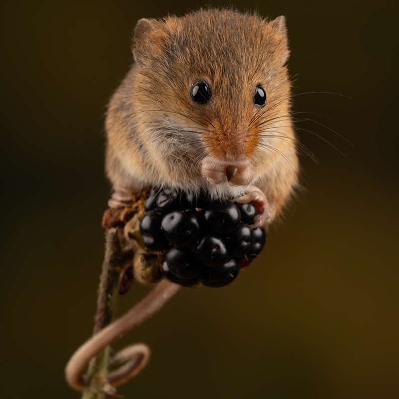Heart-Melting Photos of Harvest Mice Captured by Miles Herbert