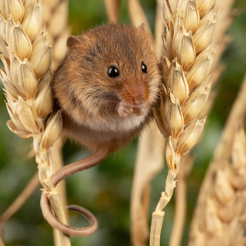 Heart-Melting Photos of Harvest Mice Captured by Miles Herbert