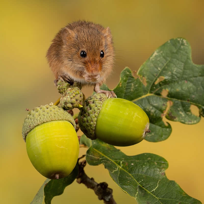 Heart-Melting Photos of Harvest Mice Captured by Miles Herbert