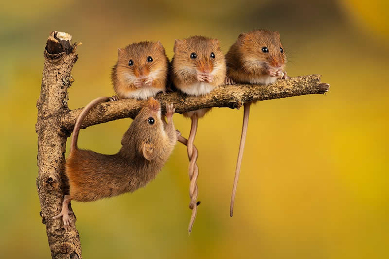 Heart-Melting Photos of Harvest Mice Captured by Miles Herbert