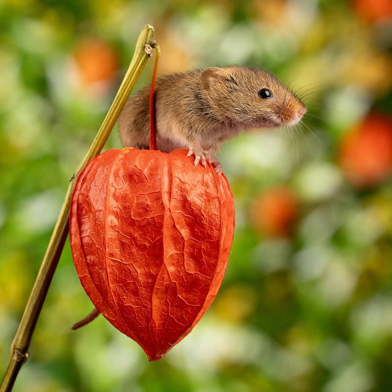 Heart-Melting Photos of Harvest Mice Captured by Miles Herbert