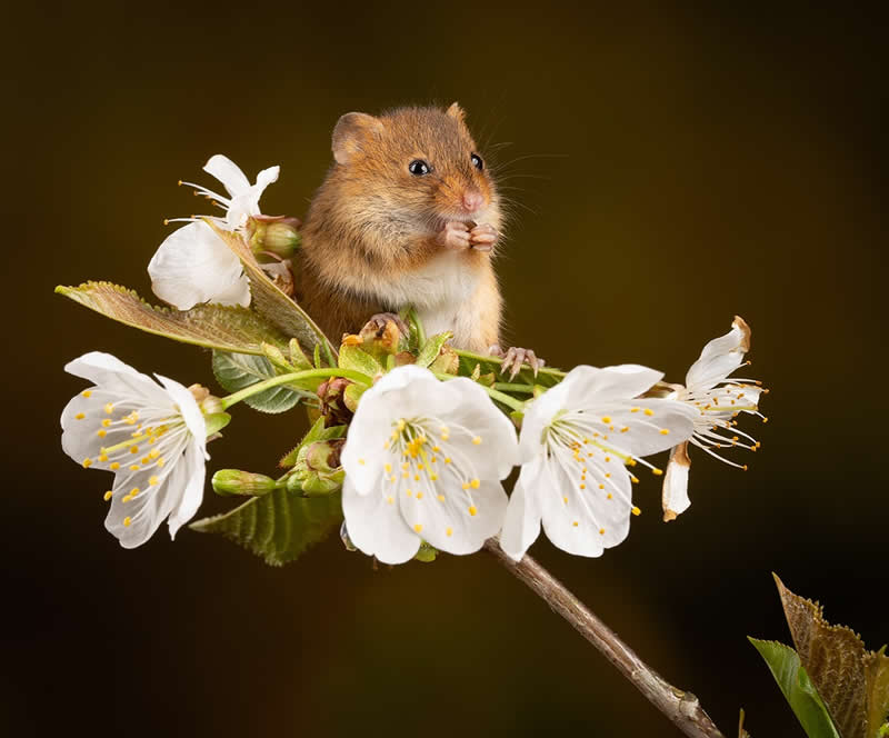 Heart-Melting Photos of Harvest Mice Captured by Miles Herbert