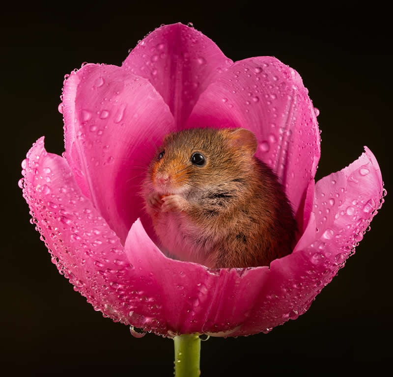 Heart-Melting Photos of Harvest Mice Captured by Miles Herbert