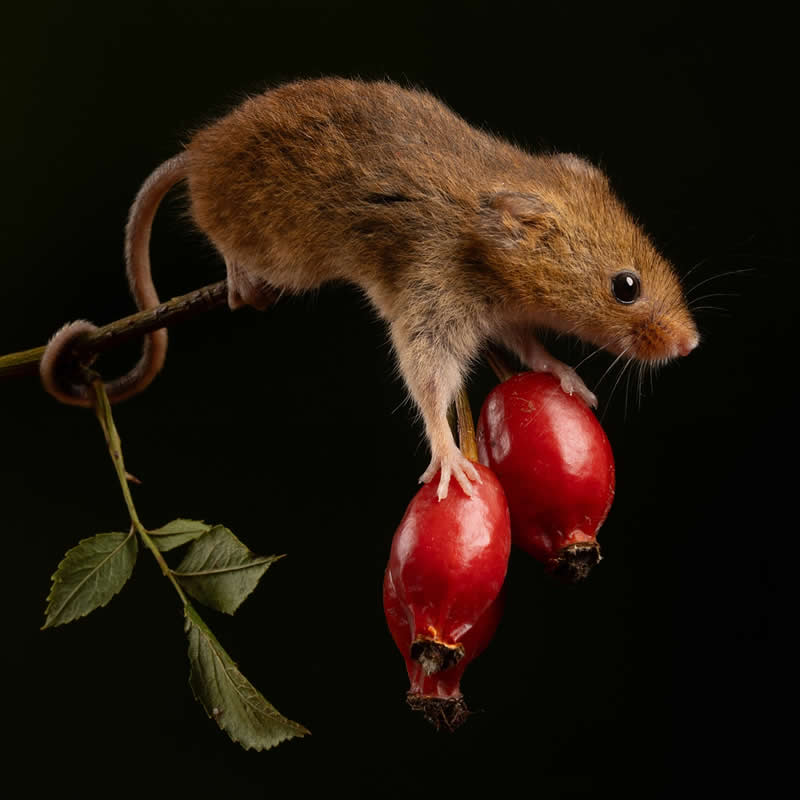 Heart-Melting Photos of Harvest Mice Captured by Miles Herbert