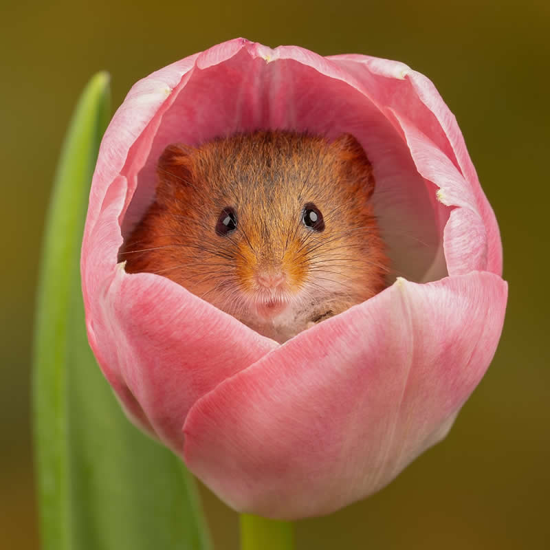 Heart-Melting Photos of Harvest Mice Captured by Miles Herbert