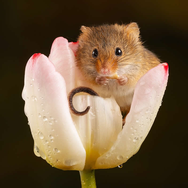 Heart-Melting Photos of Harvest Mice Captured by Miles Herbert
