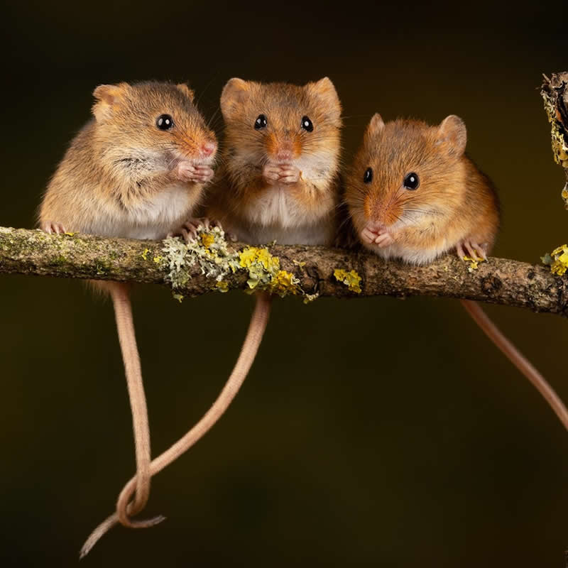 Heart-Melting Photos of Harvest Mice Captured by Miles Herbert