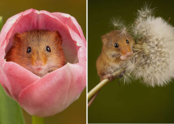Heart-Melting Photos of Harvest Mice Captured by Miles Herbert