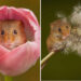 Heart-Melting Photos of Harvest Mice Captured by Miles Herbert