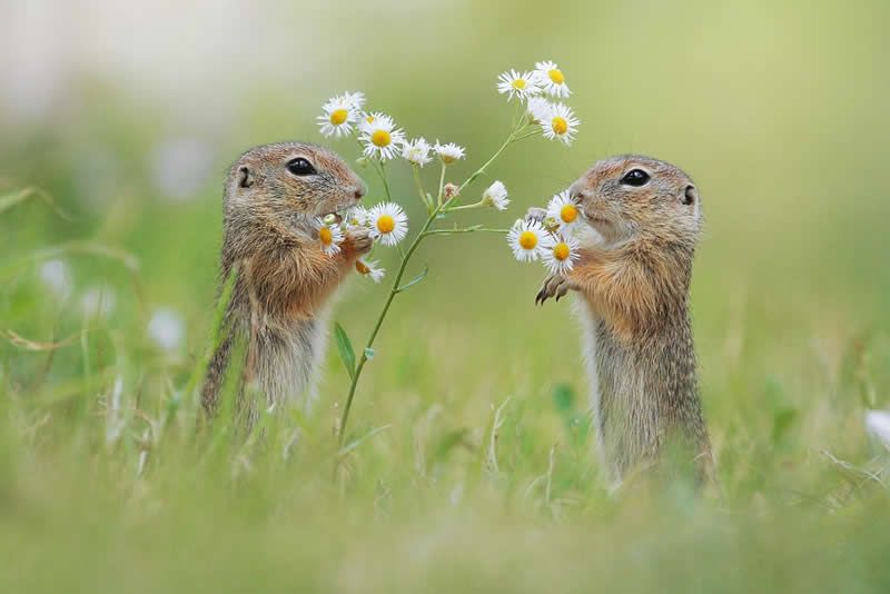 Heart-Melting Photos of Squirrels by Julian Rad