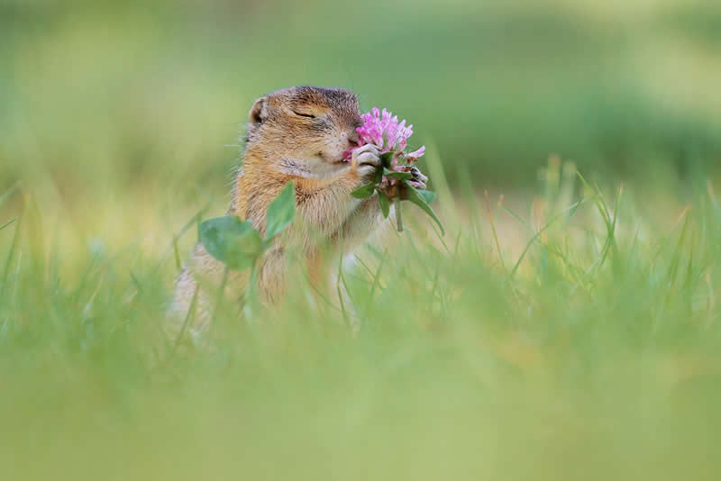 Heart-Melting Photos of Squirrels by Julian Rad