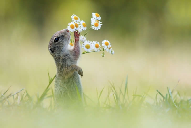 Heart-Melting Photos of Squirrels by Julian Rad