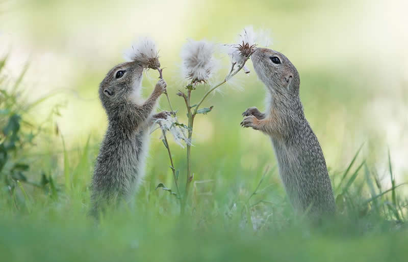 Heart-Melting Photos of Squirrels by Julian Rad