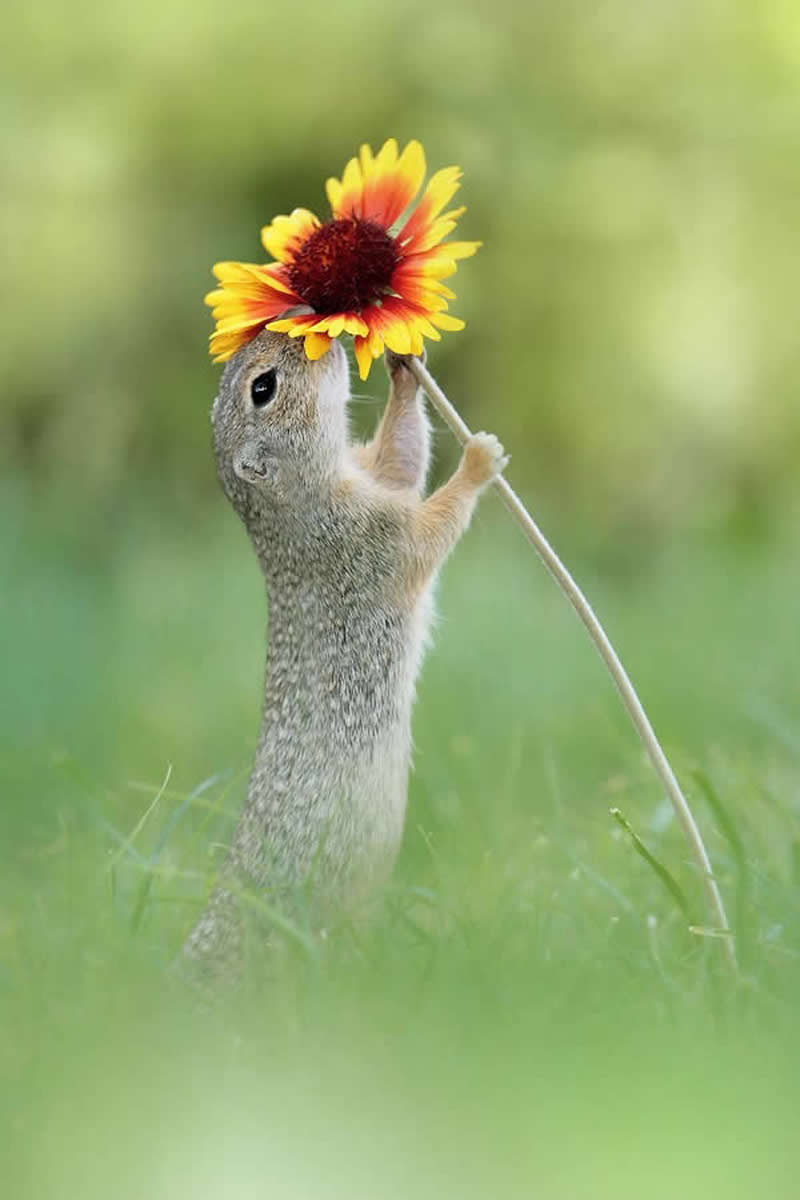 Heart-Melting Photos of Squirrels by Julian Rad