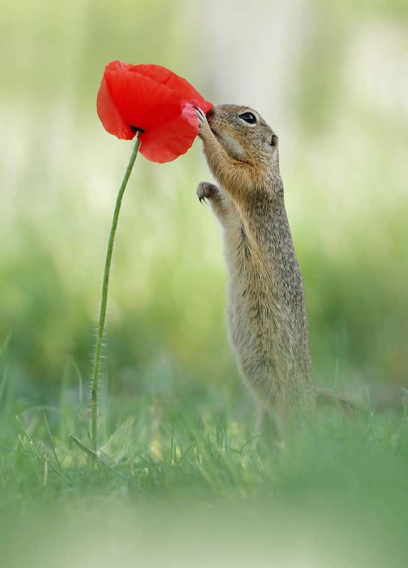 Heart-Melting Photos of Squirrels by Julian Rad