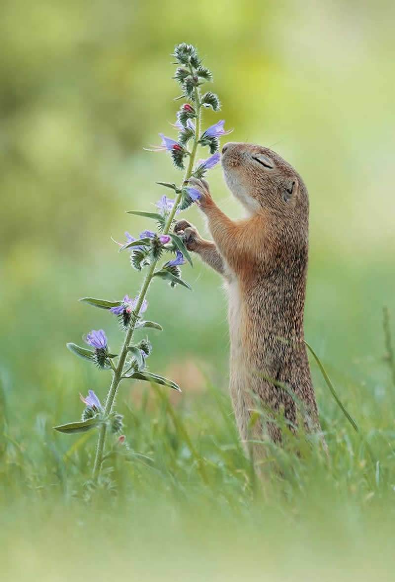 Heart-Melting Photos of Squirrels by Julian Rad
