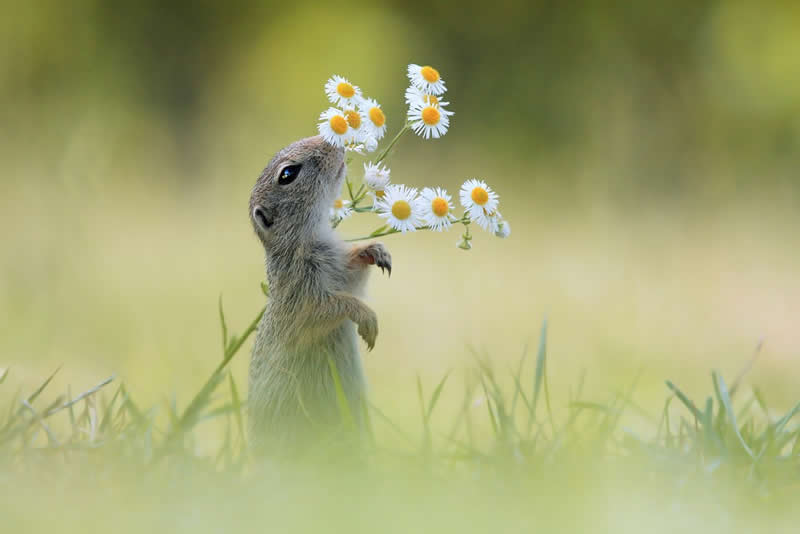 Heart-Melting Photos of Squirrels by Julian Rad